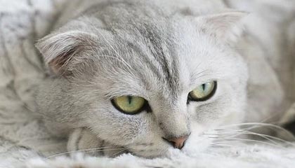 英超官方app-卡塔尔世俱杯赛程和球场正式公布 明年2月初举行