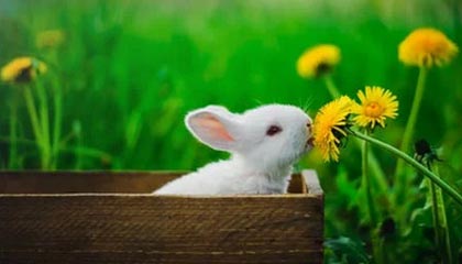 英超手机观看-【早报】下一站盖德or梅罗？哈兰德12场欧冠轰16球